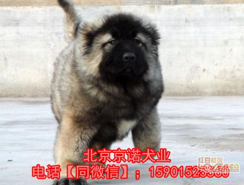 纯种高加索幼犬多少钱一只 巨型高加索 俄罗斯血系高加索幼犬 