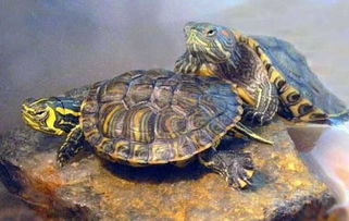 巴西龟能长多大？