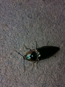 好漂亮的甲虫,叫什么名呢 