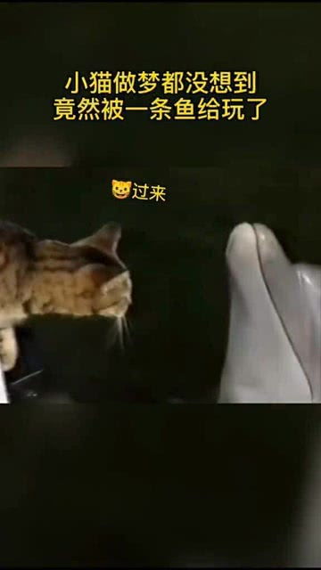 小猫做梦都没想到,竟然被一条鱼给玩了 