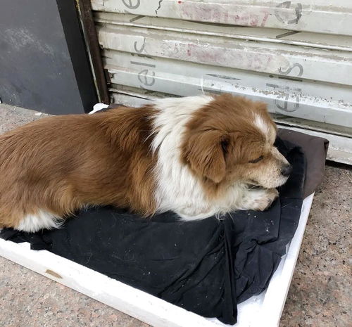 因为疫情,被丢在武汉街头的狗狗,还好它遇到一群好心人