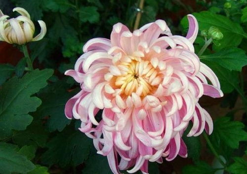 这种菊花的名字叫做粉菊花,看着美观,学会种植方法你也会心动