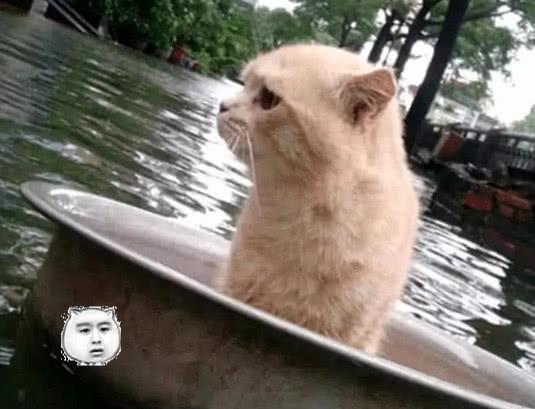 网友家中被大水淹了,将猫咪放在盆里逃生,猫咪反应让人捧腹