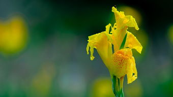 栏花是什么花，花槛的意思