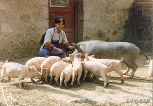 猪肉很贵,养猪有补贴,现行政策这么好,在农村还能不能养猪