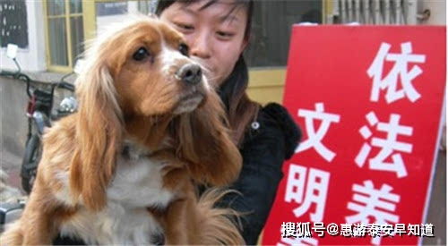 定了 泰安养犬 管理费 标准公布 初次登记收费350元 只