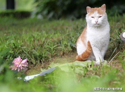 流浪猫为了吃的,竟然忘记带走自己的孩子,第二天竟上门要求归还