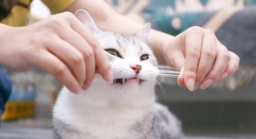 猫咪胡子为什么不能剪 原来可以帮助铲屎官告白