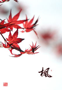 红色枫叶唯美意境图片