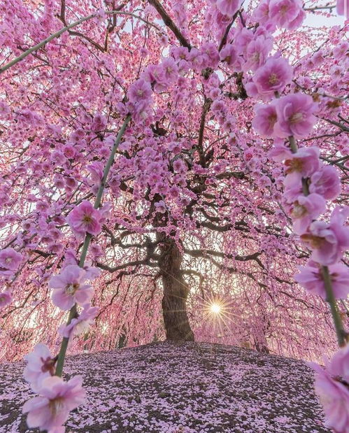 三月樱花开,用这6句摄影口诀,你的樱花照片也可以好看又震撼