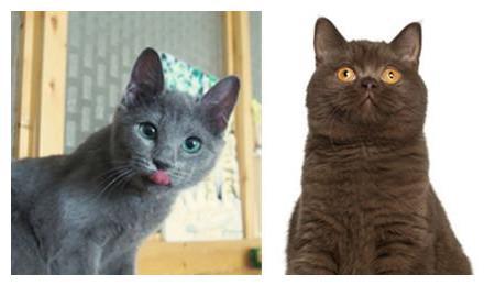俄罗斯蓝猫和英短的区别 教你慧眼识猫的方法