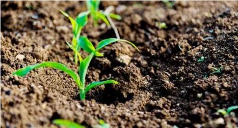 土壤调理剂的种类介绍与使用注意事项