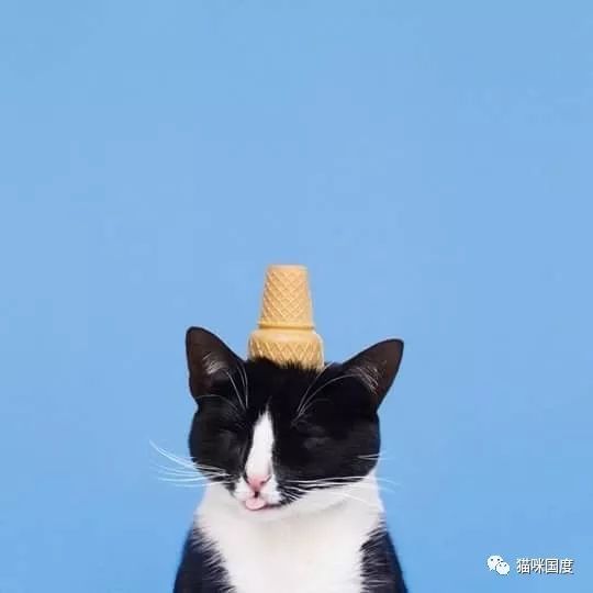 遇到一个发型设计师的铲屎官,猫咪是一种怎样的感受