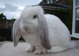 法国垂耳兔价格 法国垂耳兔怎么养 法国垂耳兔产地 家居百科 