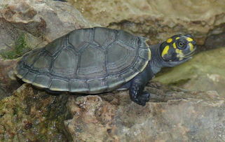 黄头侧颈龟可以干养多久？