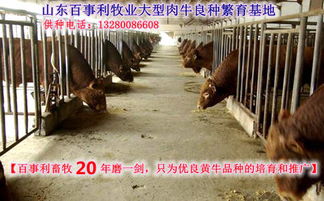 许昌规划养牛场