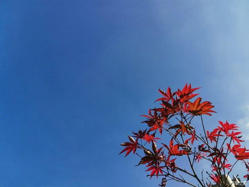 秋天的天空很高,很蓝 阳光没有夏天那么酷热,没有冬天那么寒冷 帕拉丁论坛 汽车之家论坛 