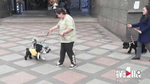 犬证办理业务倍增 你家的狗狗办证了吗