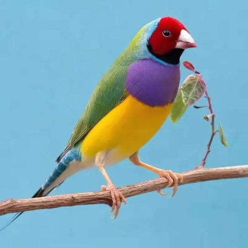 五彩斑斓的各种奇特的小鸟太可爱了,色彩艳丽,让人赏心悦目
