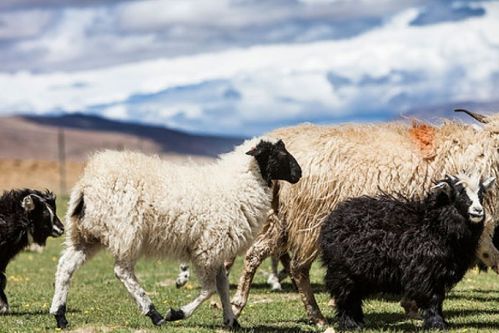 属羊人的最佳伴侣 羊与哪个生肖相配,天赐良缘,家道谐和