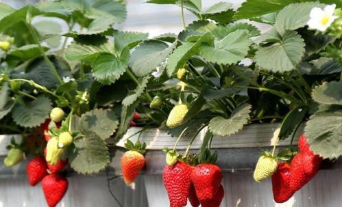 盆栽草莓冬天怎么养
