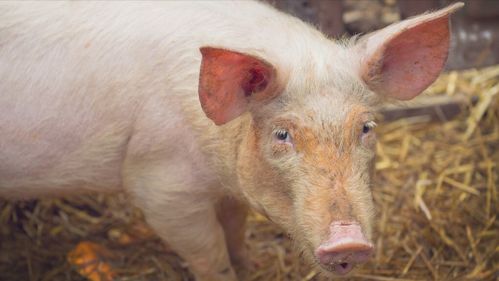 猪市噩耗传来,肥猪上市增量50 左右,6月端午猪价上涨也没戏
