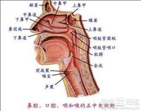 嗓子发炎吃什么药