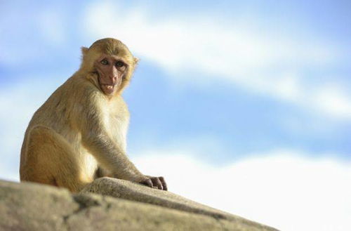80年属猴人的终身寿数,5月过后该何去何从 或许这就是命