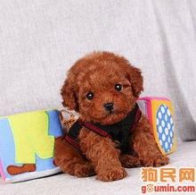 上海哪里有泰迪卖 上海哪里有泰迪卖 上海徐汇区狗市 
