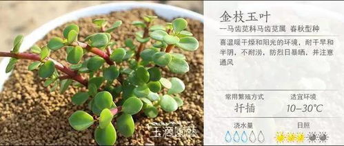 超全超经典,100种多肉植物养护宝典