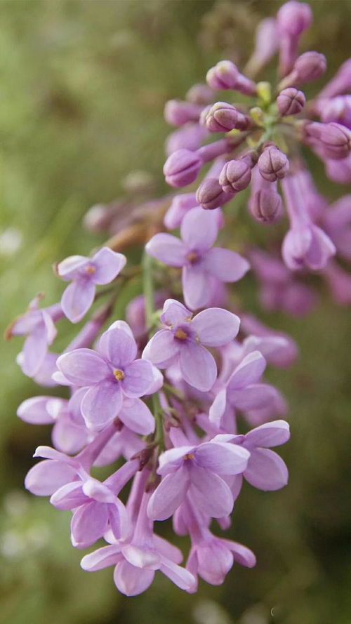 分享丁香花壁纸,唯美清新