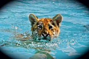 美动物园让虎崽与游客一同游泳 被批虐待动物 