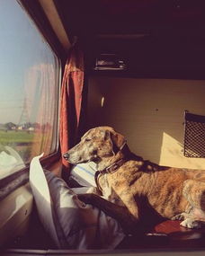 这对印度夫妻拍下了狗狗坐火车旅行的照片,引起一片网友羡慕