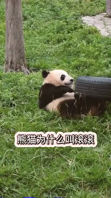 熊猫为什么叫熊猫