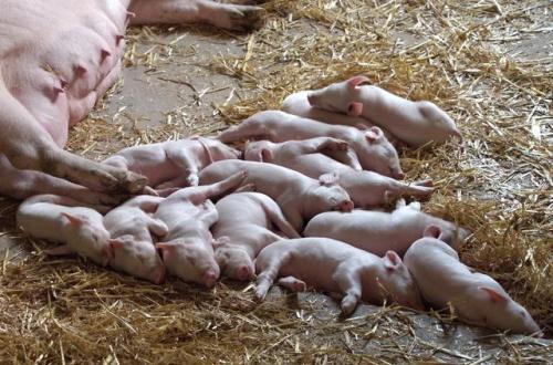 母猪产前产后不食怎么办 产后小猪仔成活率低什么原因 这些方法不妨试试