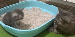 猫妈想看看训练成果,见小奶猫在猫砂盆里没动静急了,果然是亲娘