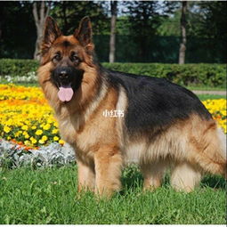 德国牧羊犬英文名 German Shepherd Dog,别名 狼狗 德牧 黑背