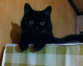 梦见一只大黑猫是什么意思梦到一只大黑猫好不好(梦见一条大黑猫)