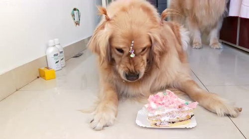 今天家人过生日,狗子也跟着沾光吃块蛋糕 可是它好像有点不喜欢 