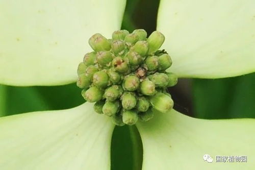 菊花是什么花序类型属于头状花序,菊花是什么花序类型属于头状花序