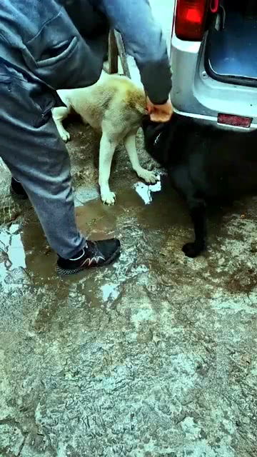 三只脚挑战白龙犬,遇到这种情况,到底该怎么让它们分开 