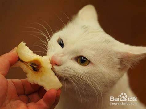 猫能吃苹果吗