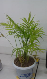 买了一盆竹子摆在办公室,也不知道这盆竹子叫什么名字,下面有照片,最近叶子慢慢发黄,为什么嘞 