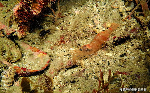 从日本串本的海中发现了新种类的虾 这不是第一次