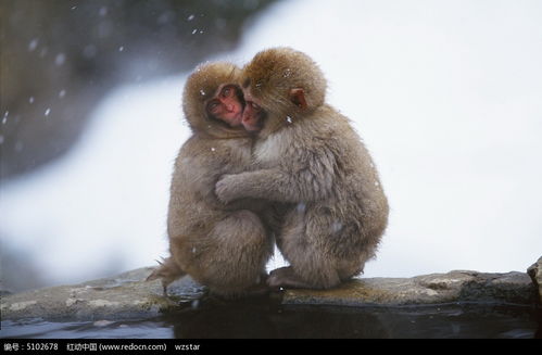 冬天里互相拥抱的可爱猴子