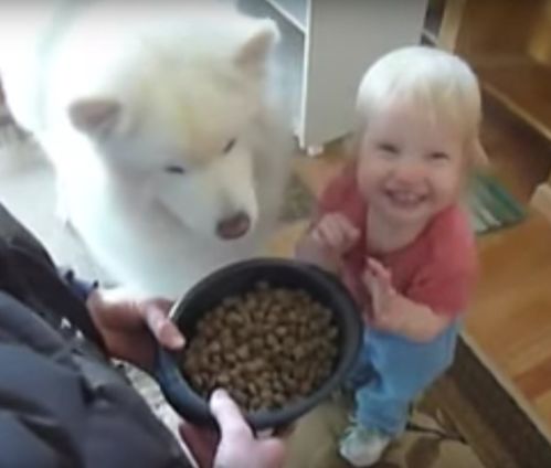 第一次喂狗狗,宝宝看到萨摩耶吃了之后的超级开心 