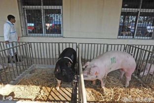 养猪人这样选择公猪,才能让母猪多下猪,让猪场多赚钱 