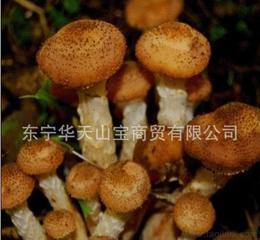 榛蘑菇，新鲜榛蘑的做法