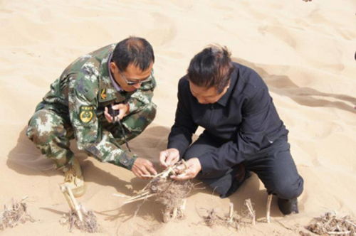 山海情 凌一农原型林占熺 想让世界知道这是中国人的发明