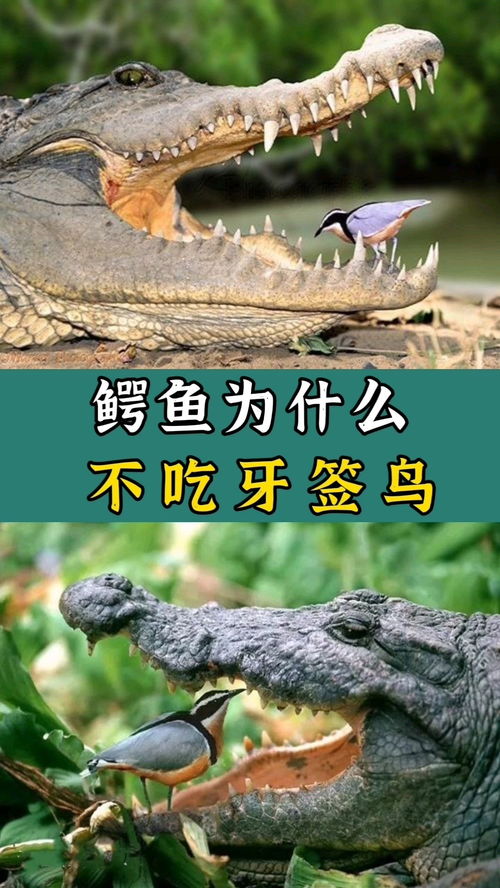 鳄鱼和摩羯座(鳄鱼和摩羯座的关系)(鳄鱼与鳄鱼恤)